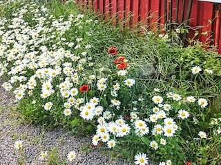 Maison de vacances Gamleby Enregistrement extérieur 3