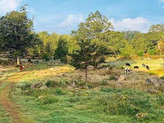 Ferienhaus Gamleby  27