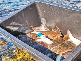 Casa per le vacanze Henningsvær  15