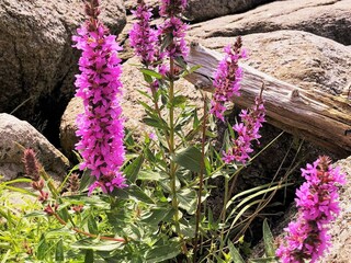 Casa per le vacanze Korshamn  36