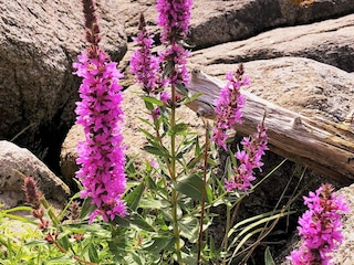 Ferienhaus Korshamn  9