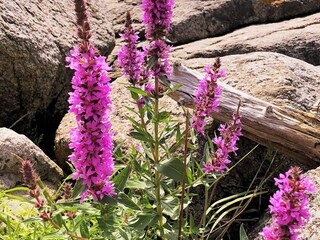 Maison de vacances Korshamn  9