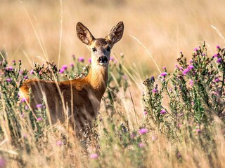 Maison de vacances Backaryd  22