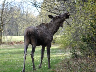 Vakantiehuis Backaryd  23