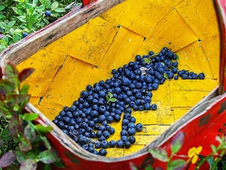 Ferienhaus Lekvattnet  12