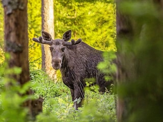 Vakantiehuis Lekvattnet  10