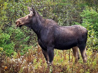 Maison de vacances Dalshult  10