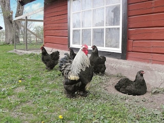 Ferienhaus Gardsjö  19