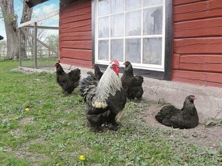 Holiday house Gardsjö  21