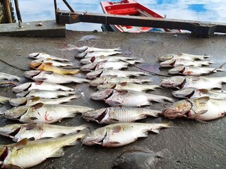 Maison de vacances Syvde  44