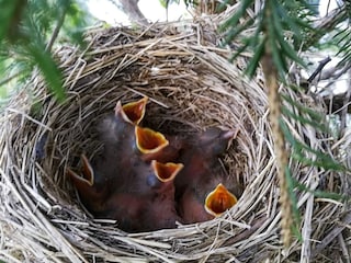 Ferienhaus Syvde  44