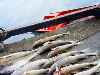 Casa per le vacanze Syvde  38