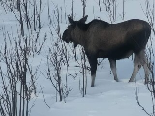 Apartamento Digermulen  25