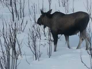 Apartment Digermulen  25