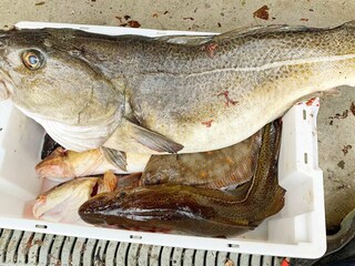 Vakantiehuis Bøvågen  58