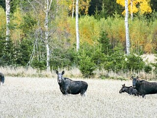 Vakantiehuis Ambjörnarp Buitenaudio-opname 6
