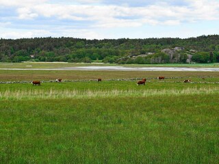 Ferienhaus Varekil  17
