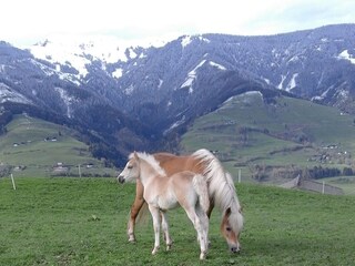 Casa per le vacanze Taxenbach  17
