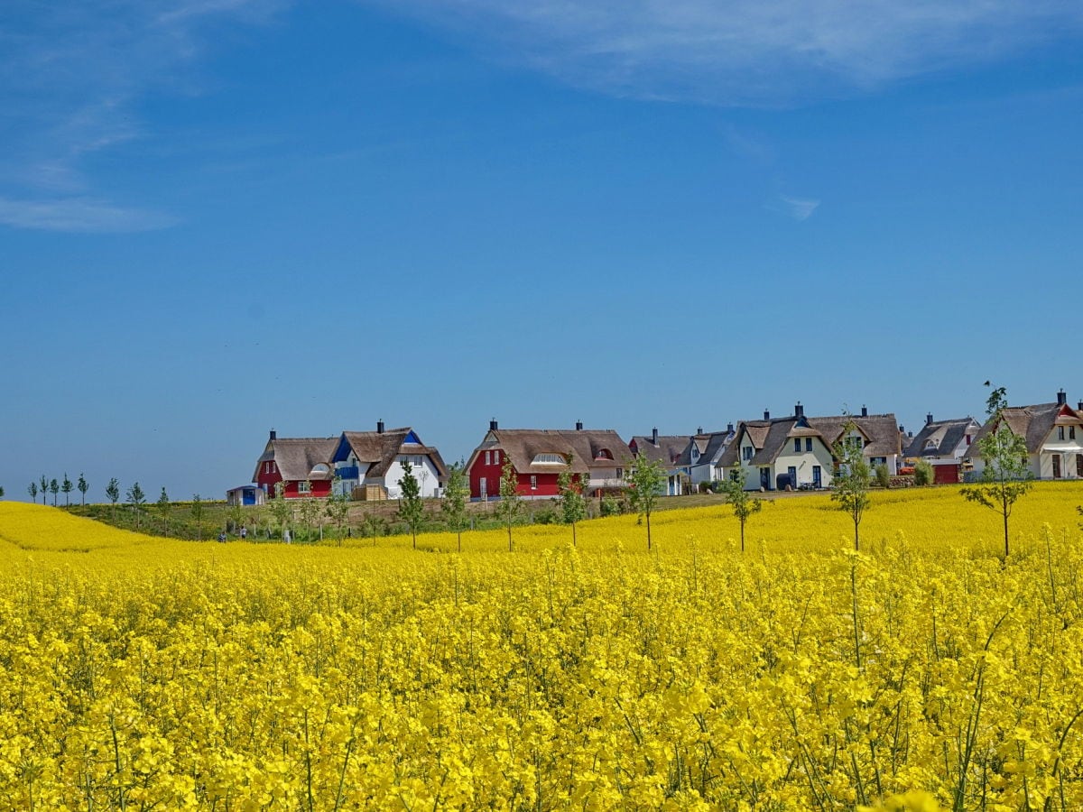 Reethausgebiet De Poeler Drift zur Rapsblüte