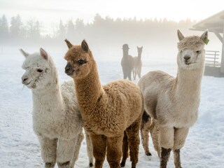 Wanderung mit unseren Alpakas