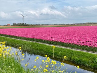 Tulpenfelder