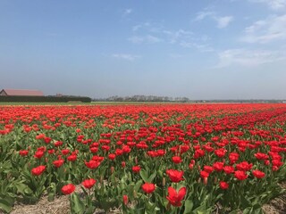 Tulpenfelder