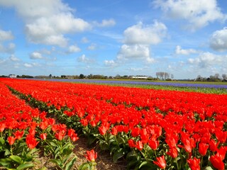 Tulpenfelder bei Limmen