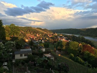 Abendstimmung im Weinberg