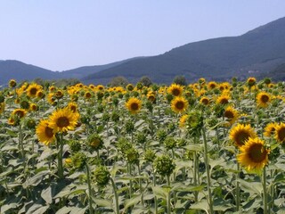 Holiday house Montecarlo Environment 31