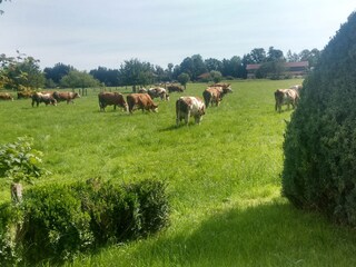 Kuhweide neben dem Ferienhaus