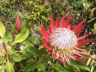 Appartamento per vacanze Le Rayol-Canadel Ambiente 21