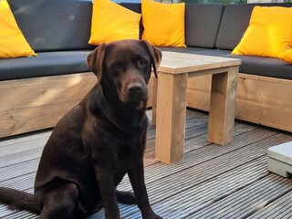 Casa per le vacanze Ouddorp Registrazione all'aperto 10