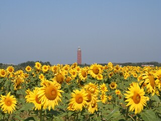 Holiday house Ouddorp Environment 28