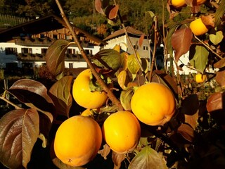 Appartamento per vacanze Lana Registrazione all'aperto 4