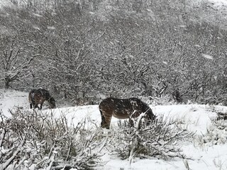 Vakantieappartement Bergen aan Zee Buitenaudio-opname 13