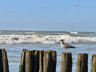 Appartement de vacances Bergen aan Zee Enregistrement extérieur 4