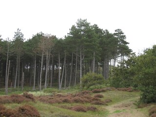 Appartement de vacances Bergen aan Zee Environnement 33