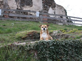 Klosterruine mit Hund