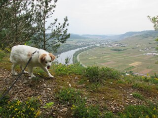 Blick auf die Mosel