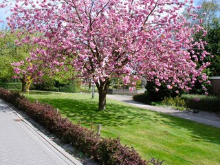 Appartamento per vacanze Bergen (Holland) Registrazione all'aperto 2