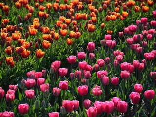 Vakantiehuis Noordwijk Omgeving 24