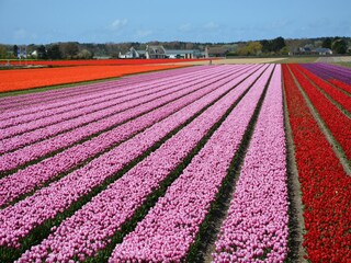 Vakantiehuis Noordwijk Omgeving 23