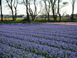 Vakantiehuis Noordwijk Omgeving 28