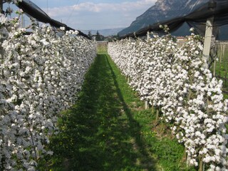 Appartamento per vacanze Kurtinig an der Weinstraße Ambiente 13