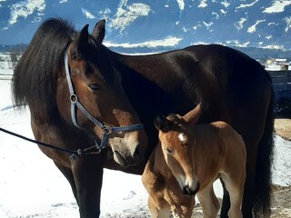 Appartamento per vacanze Saalfelden Ambiente 23