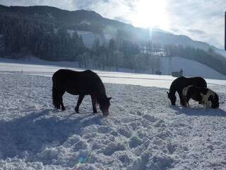Appartamento per vacanze Saalfelden Ambiente 19
