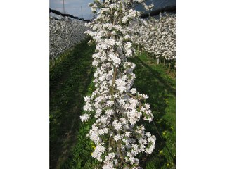 Apfelblüte