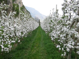 Appartamento per vacanze Kurtinig an der Weinstraße Ambiente 17