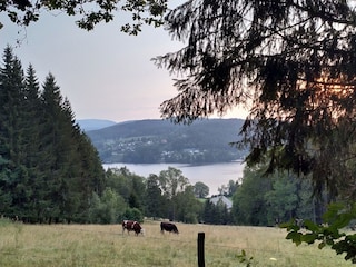 Blick auf den Titisee