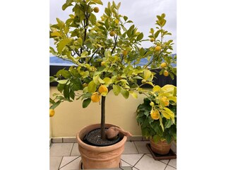 Appartamento per vacanze Torri del Benaco Caratteristiche 31